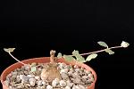 Euphorbia Rivaè Cm. 2 € 32
